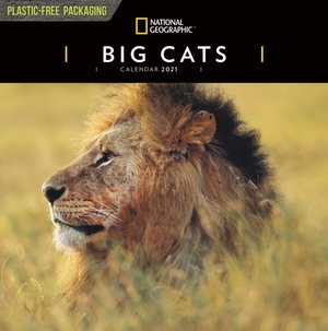 Big Cats National Geographic Kalender 2021