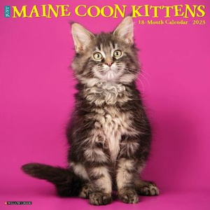 Just Maine Coon Kittens 2023 Wall Calendar