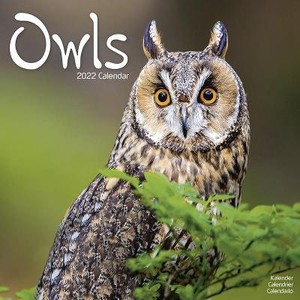 Owls - Uilen Kalender 2022