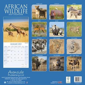 African Wildlife 16M 2023 Kalender 30x30
