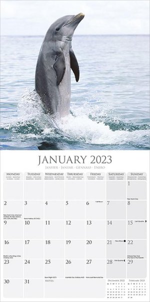 Dolphins - Dolfijnen Kalender 2023
