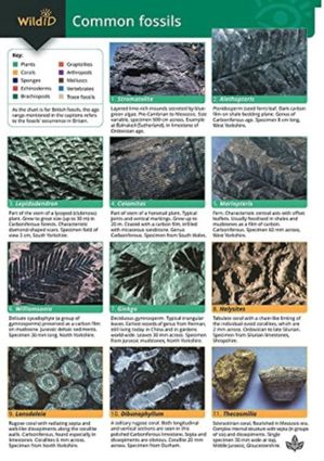 A Guide to Common Fossils