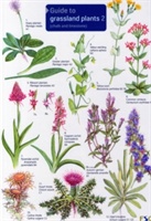 Chalk and Limestone Guide to Grassland Plants 2