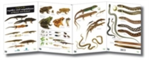 Guide to the Reptiles and Amphibians of Britain and Ireland