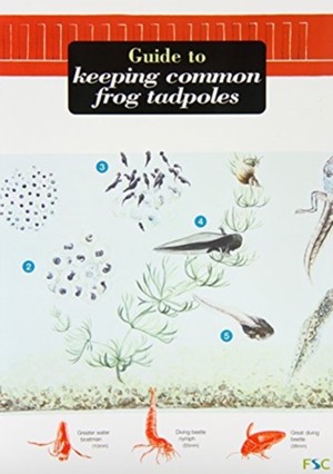A Guide to Keeping Common Frog Tadpoles