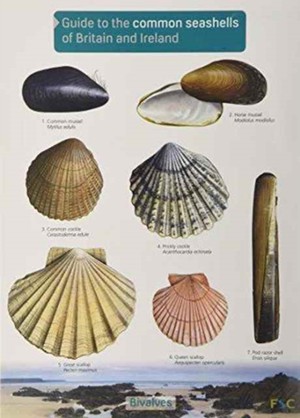 Guide to the Common Seashells of Britain and Ireland
