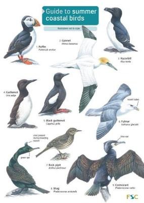 Guide to Summer Coastal Birds