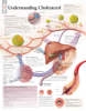 Understanding Cholesterol Laminated Poster