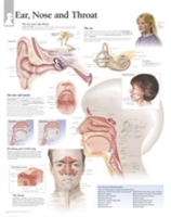 Ear, Nose & Throat Laminated Poster