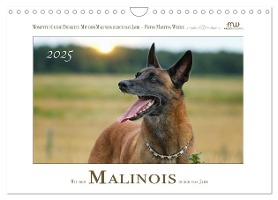 Mit dem Malinois durch das Jahr (Wandkalender 2025 DIN A4 quer), CALVENDO Monatskalender