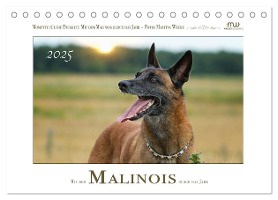 Mit dem Malinois durch das Jahr (Tischkalender 2025 DIN A5 quer), CALVENDO Monatskalender