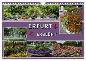 Erfurt erblüht (Wandkalender 2024 DIN A4 quer), CALVENDO Monatskalender