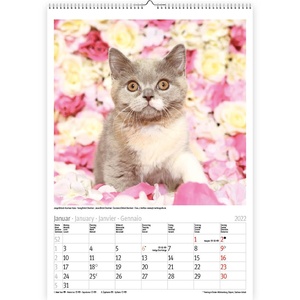 Katzen - Katten Kalender 2022