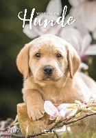 Hunde- Honden Kalender 2022
