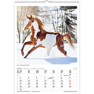 Pferde - Paarden Kalender 2022