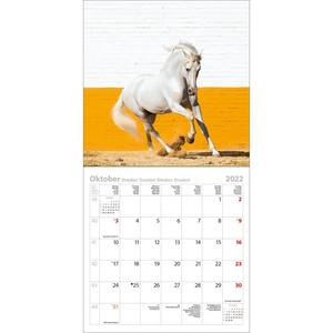 Horses - Paarden Kalender 2022