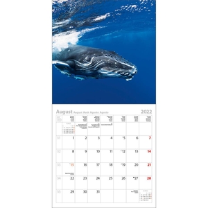 Wale und Delfine - Walvissen en Dolfijnen Kalender 2022