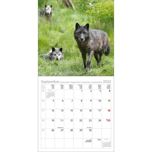 Wölfe - Wolven Kalender 2022