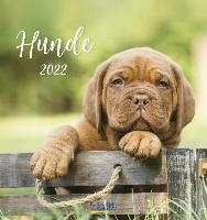 Hunde - Honden Briefkaarten Kalender 2022