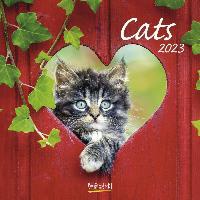 Cats Katten Kalender 2023