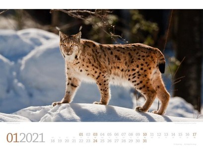 Tierwelt Wald - Dierenwereld Bos - Animalworld Forest kalender 2021