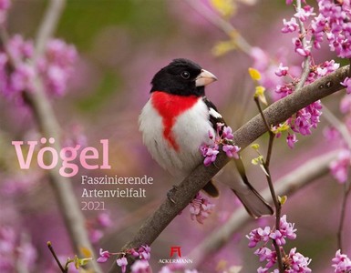 Vögel - Vogels - Birds kalender 2021