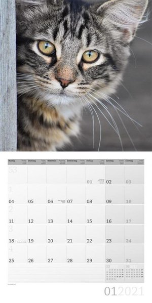 Katzen - Katten - Cats Kalender 2021
