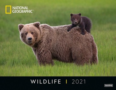 Wildlife Posterkalender National Geographic Kalender 2021