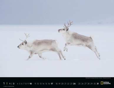 Wildlife Posterkalender National Geographic Kalender 2021