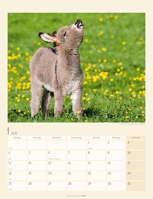 Esel - Ezels Kalender 2021