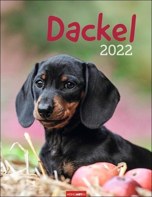 Dackel - Teckels Kalender 2022