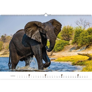 Elefanten - Olifanten Kalender  2022