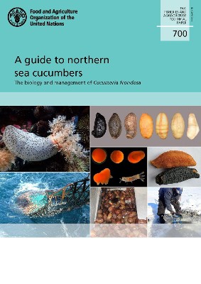 A guide to northern sea cucumbers