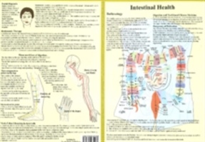 Intestinal Health -- Double Sided A4